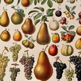 Lithograph on fruits - 1930