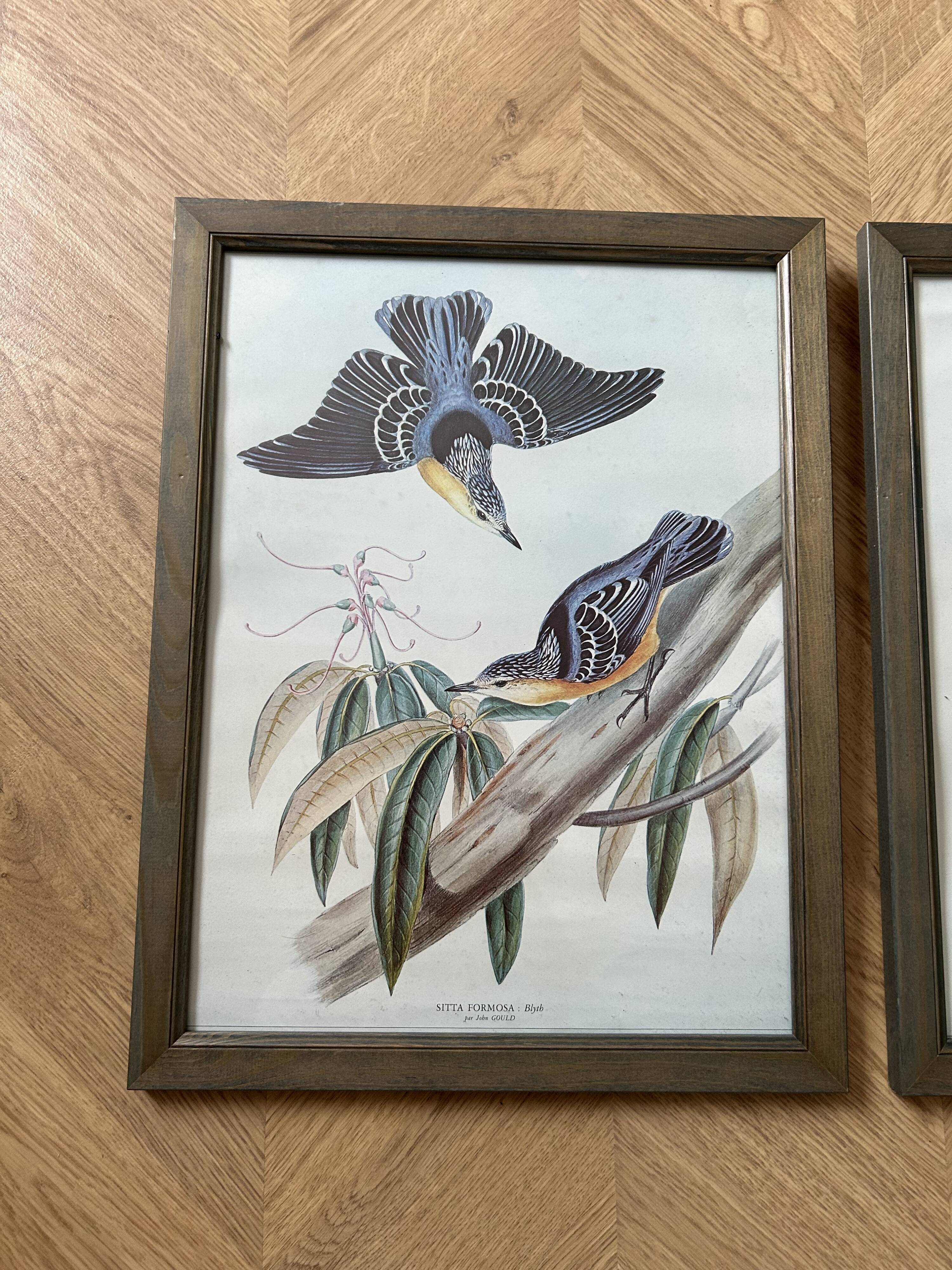 Set of 3 ornithological posters