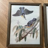 Set of 3 ornithological posters