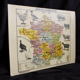 Vintage poster "Domestic animals"