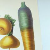 Illustration of garden vegetables - Illustration of the Vilmorin Vintage Botanical Vegetable Garden. Yellow beetroot
