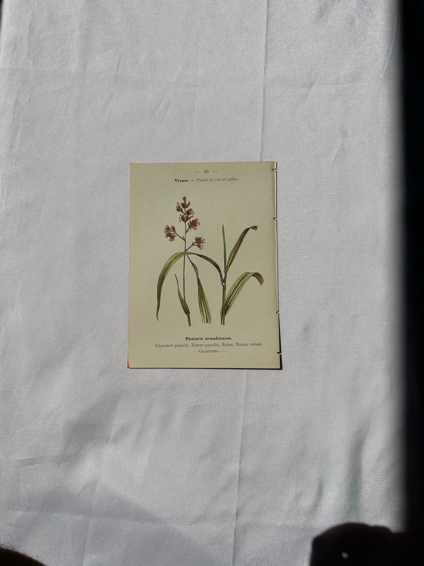 Botanical engraving naturalist plate French flower double-sided