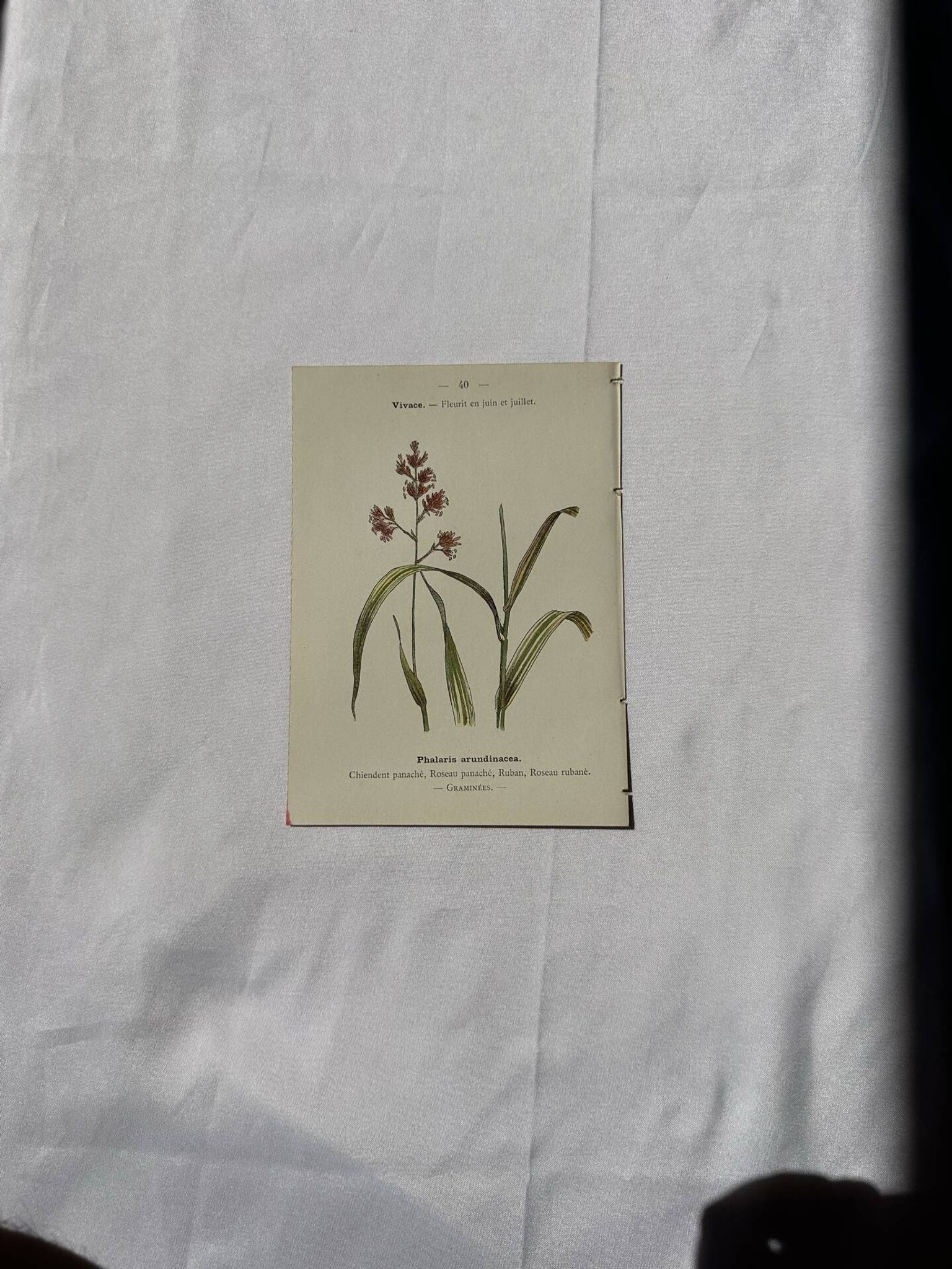 Gravure botanique planche naturaliste fleur Française double face