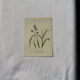 Botanical engraving naturalist plate French flower double-sided