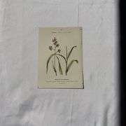 Gravure botanique planche naturaliste fleur Française double face