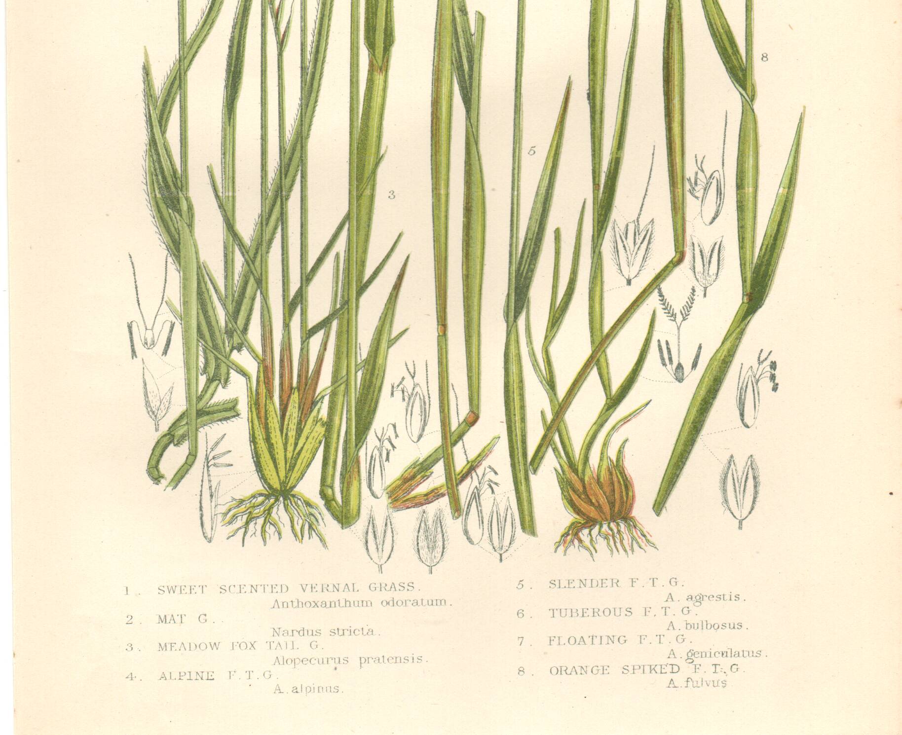 Gravure botanique ancienne de 1889 - Herbes douces par A. Pratt - naturelle