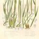 Gravure botanique ancienne de 1889 - Herbes douces par A. Pratt - naturelle