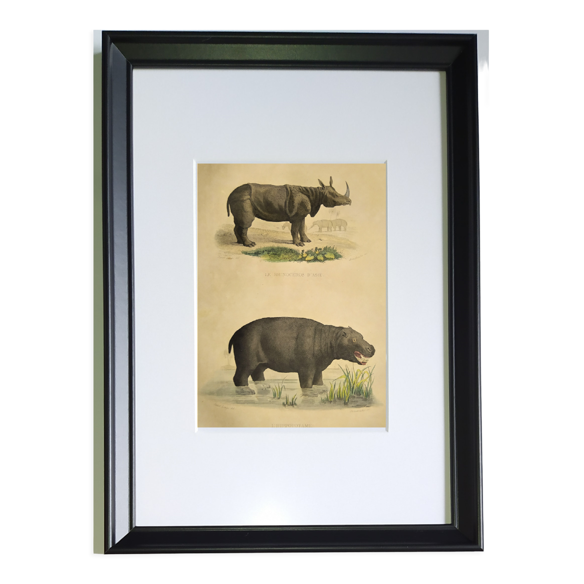 Original zoological frame engraving from 1839 " rhinoceros & hippopotamus "