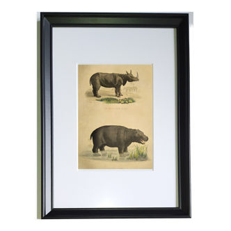 Original zoological frame engraving from 1839 " rhinoceros & hippopotamus "