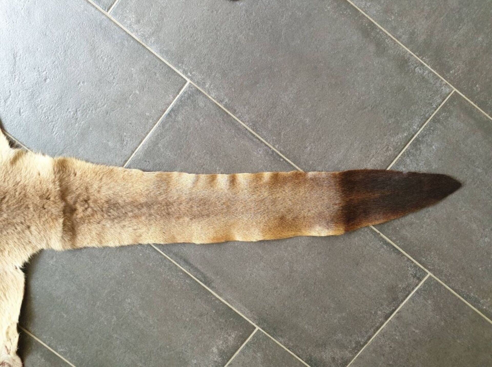 Kangaroo skin Curiosity cabinet