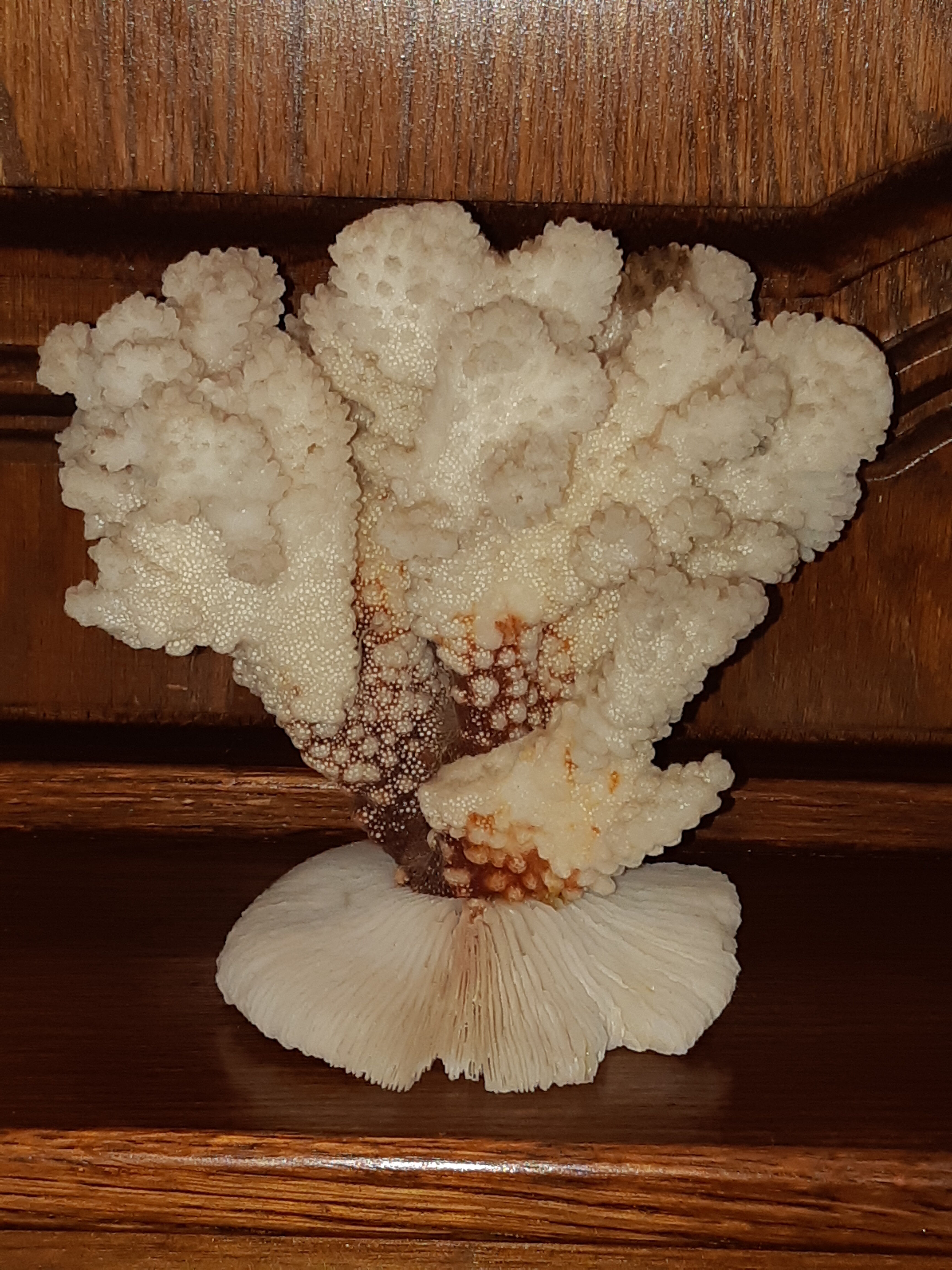 Bouquet of natural white coral bush