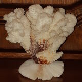 Bouquet of natural white coral bush