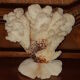 Bouquet buisson de corail blanc naturel