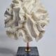 Old white coral "méandrine" on marble base, 25 cm