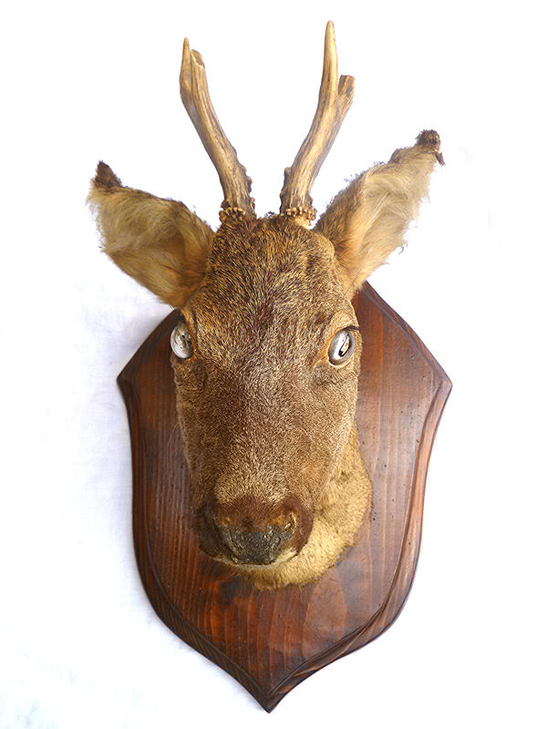 Hunting trophee