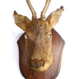 Hunting trophee