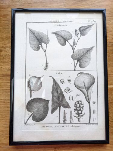 Gravure planche estampe botanique encyclopédie histoire naturelle XVIII