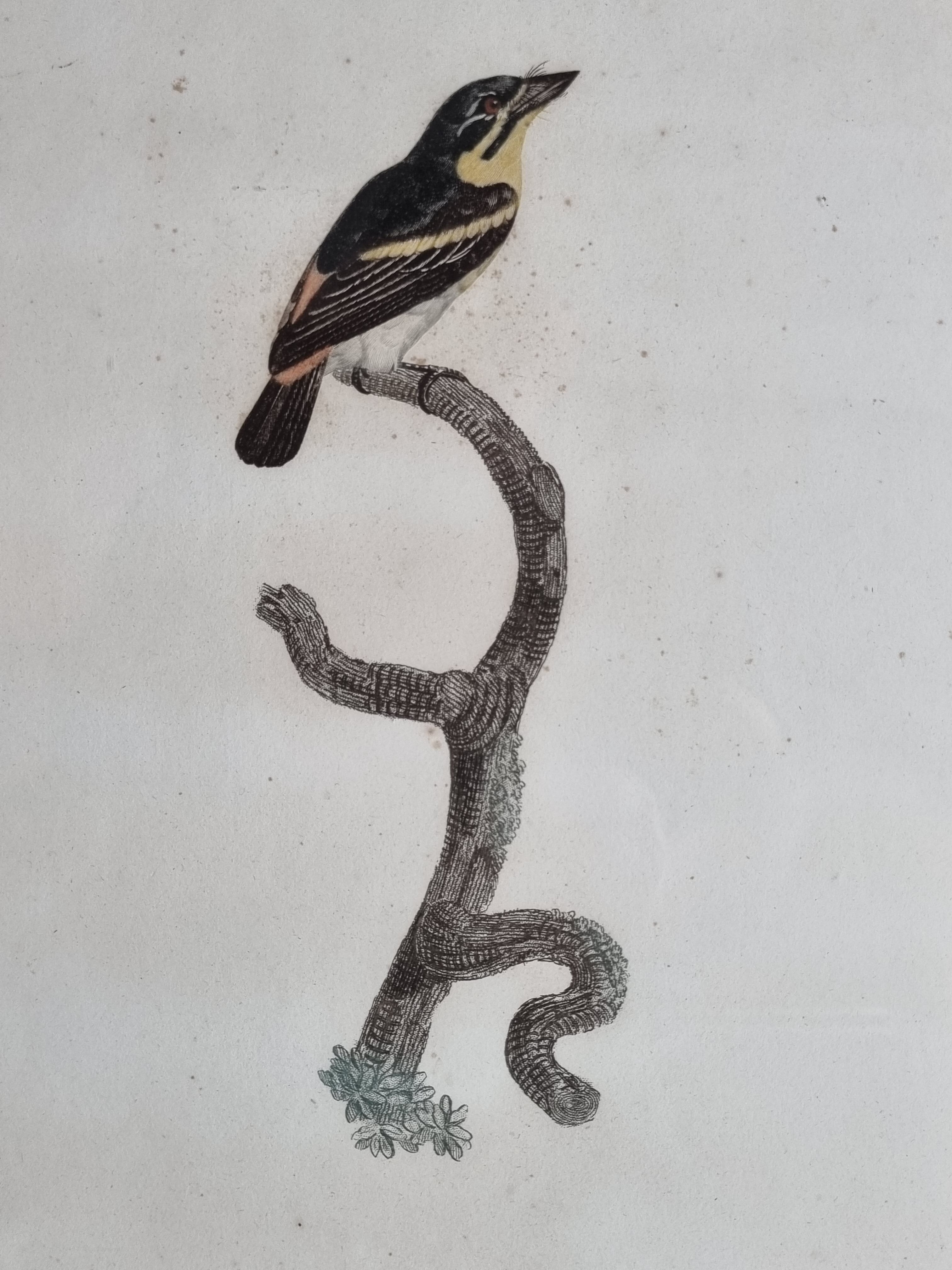 Original engraving of the early nineteenth century, Barbion with red back after Jacques Barraband (1806)