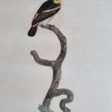 Original engraving of the early nineteenth century, Barbion with red back after Jacques Barraband (1806)