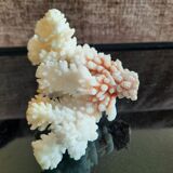 Ancient coral