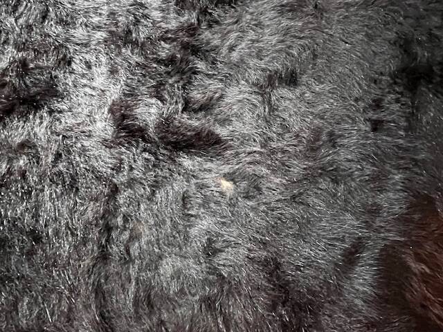 Brown cowhide rug, 2.30m