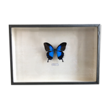Blue butterfly frame
