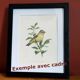 Old bird illustration 1960s - Bean Goose - Ornithological animal image