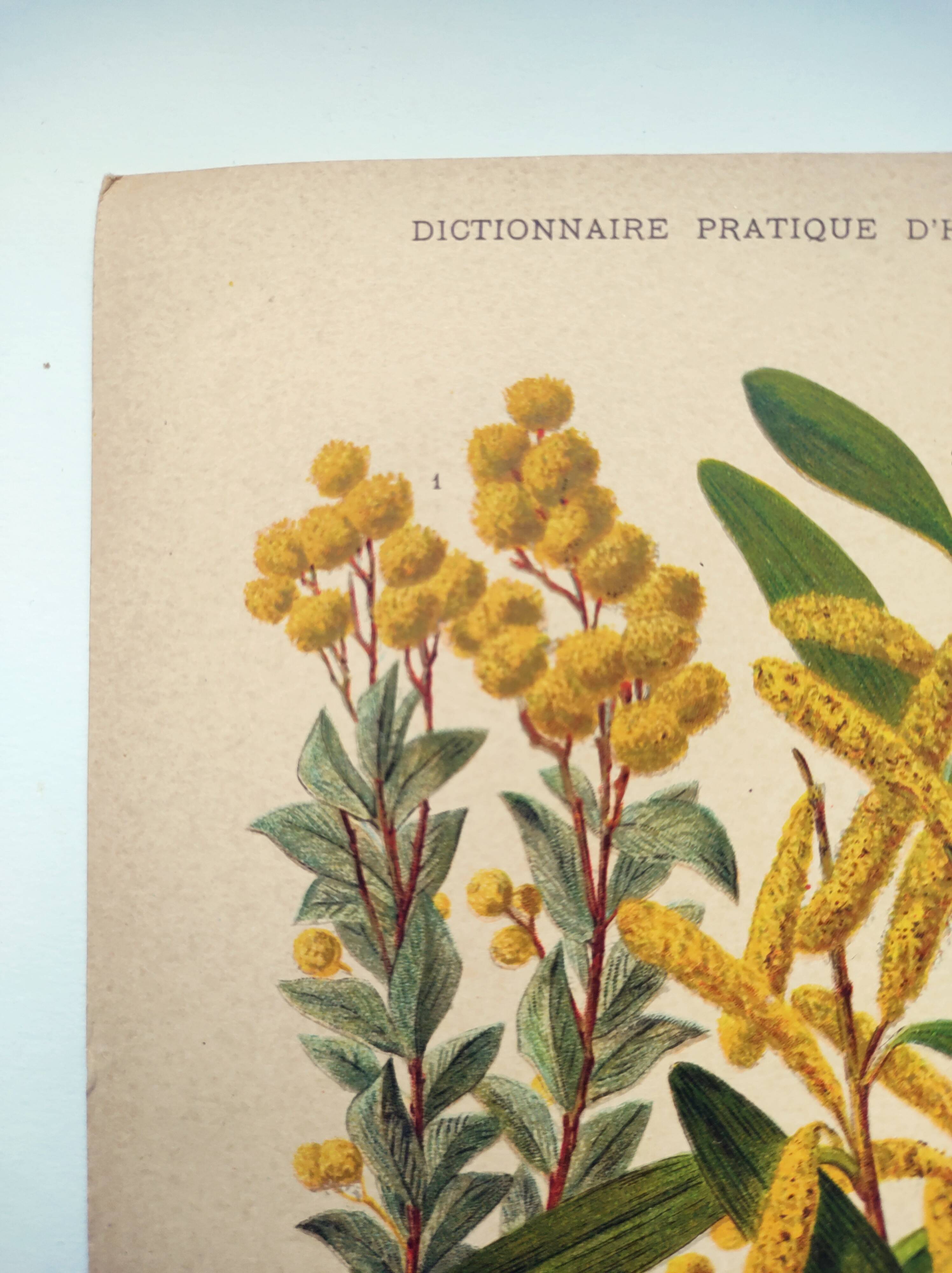Botanical engraving from 1897 - Acacia - Original plate. Old flower lithograph