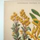 Botanical engraving from 1897 - Acacia - Original plate. Old flower lithograph