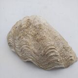 Shell clam.