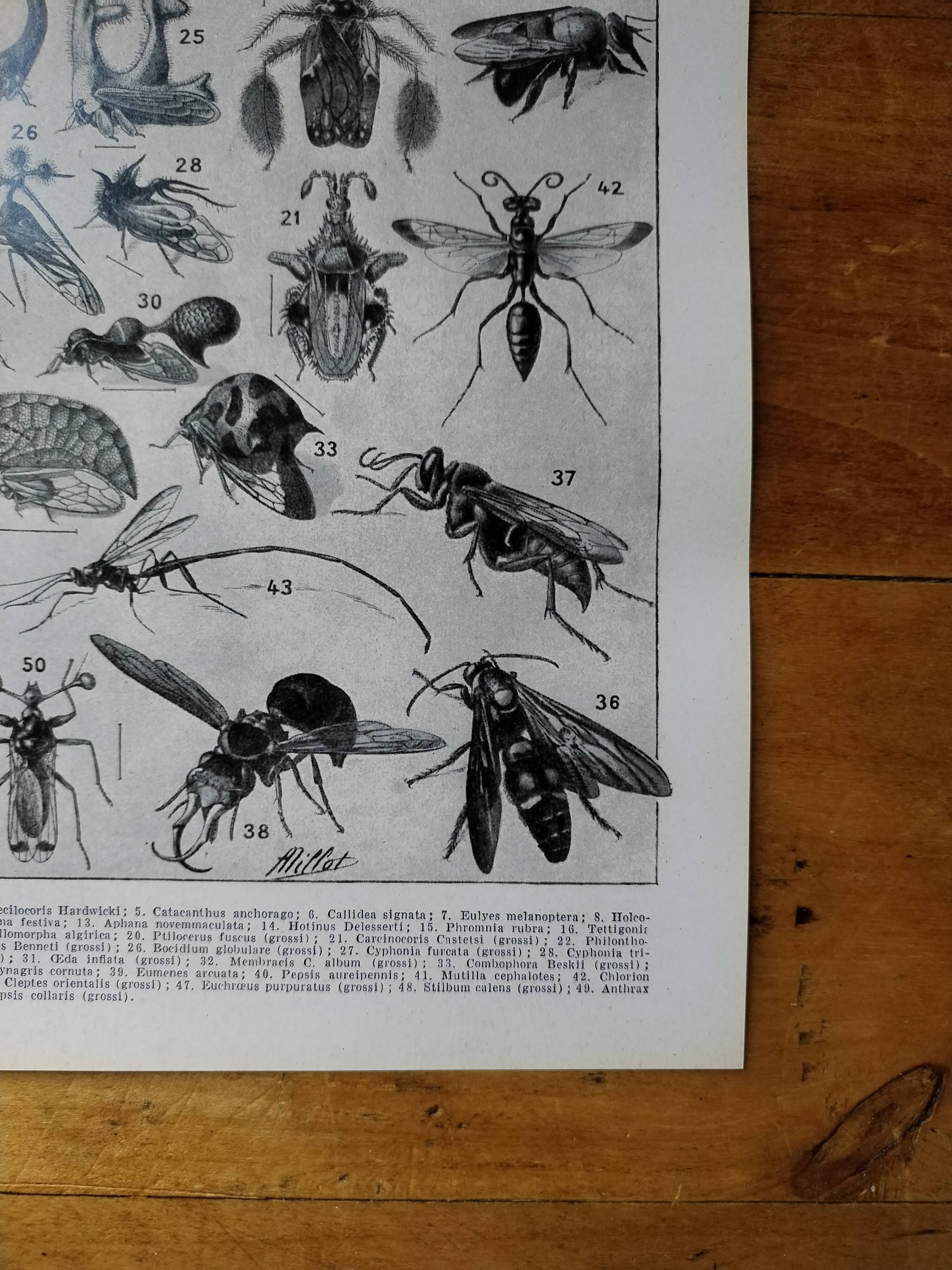 Page 1 of 12 Original lithograph on insects