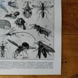 Page 1 of 12 Original lithograph on insects