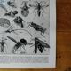 Page 1 of 12 Original lithograph on insects