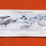 Huntable species in France