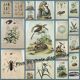 Zoological Plate - Scorpion and spider - Old engraving from 1839, hand-colored