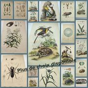Zoological Plate - Scorpion and spider - Old engraving from 1839, hand-colored