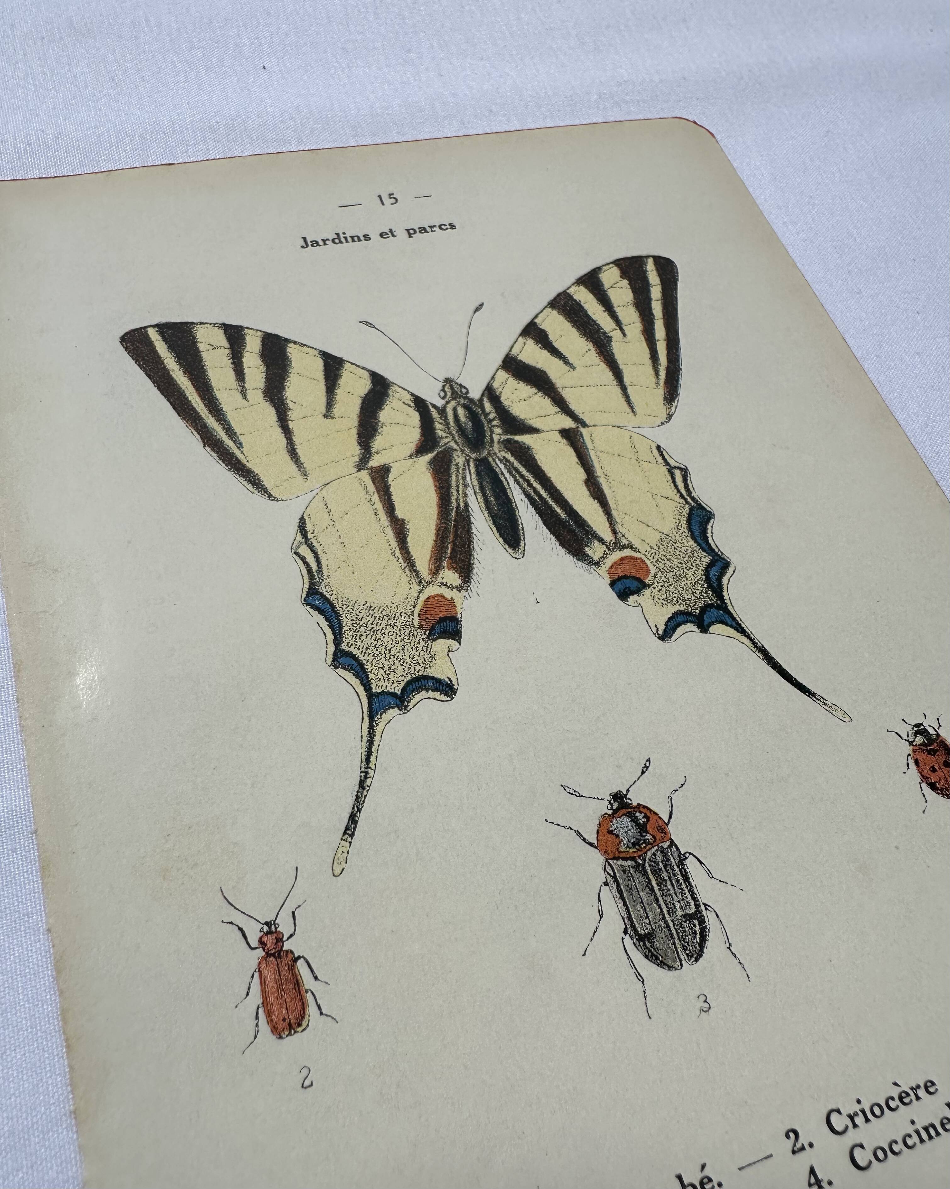 Old botanical lithograph naturalist double-sided