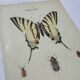 Old botanical lithograph naturalist double-sided