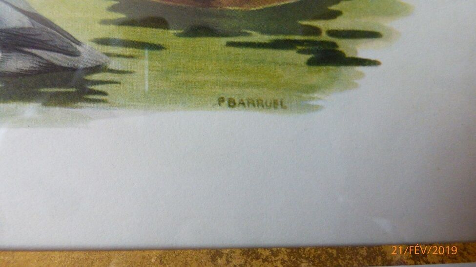 Birds - collection Hepatior N ° 31