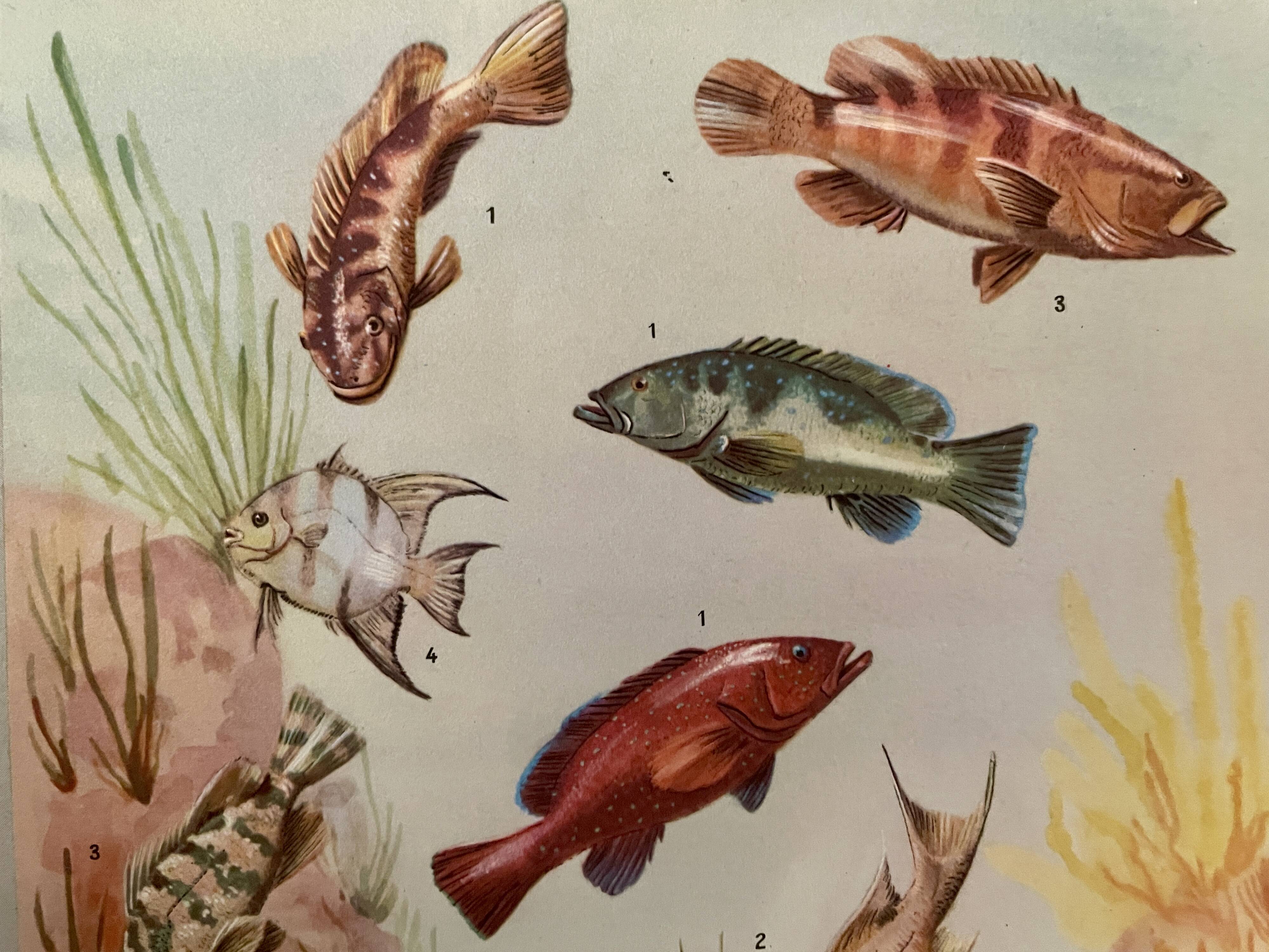 Planche illustrée sur les poissons qui changent de couleur – 1950
