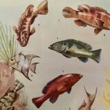 Illustrated board of fish that change color – 1950
