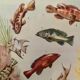 Illustrated board of fish that change color – 1950
