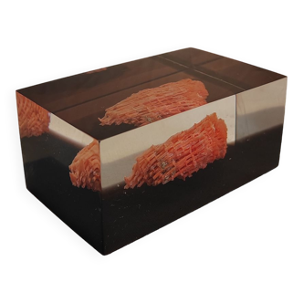 Coral paperweight