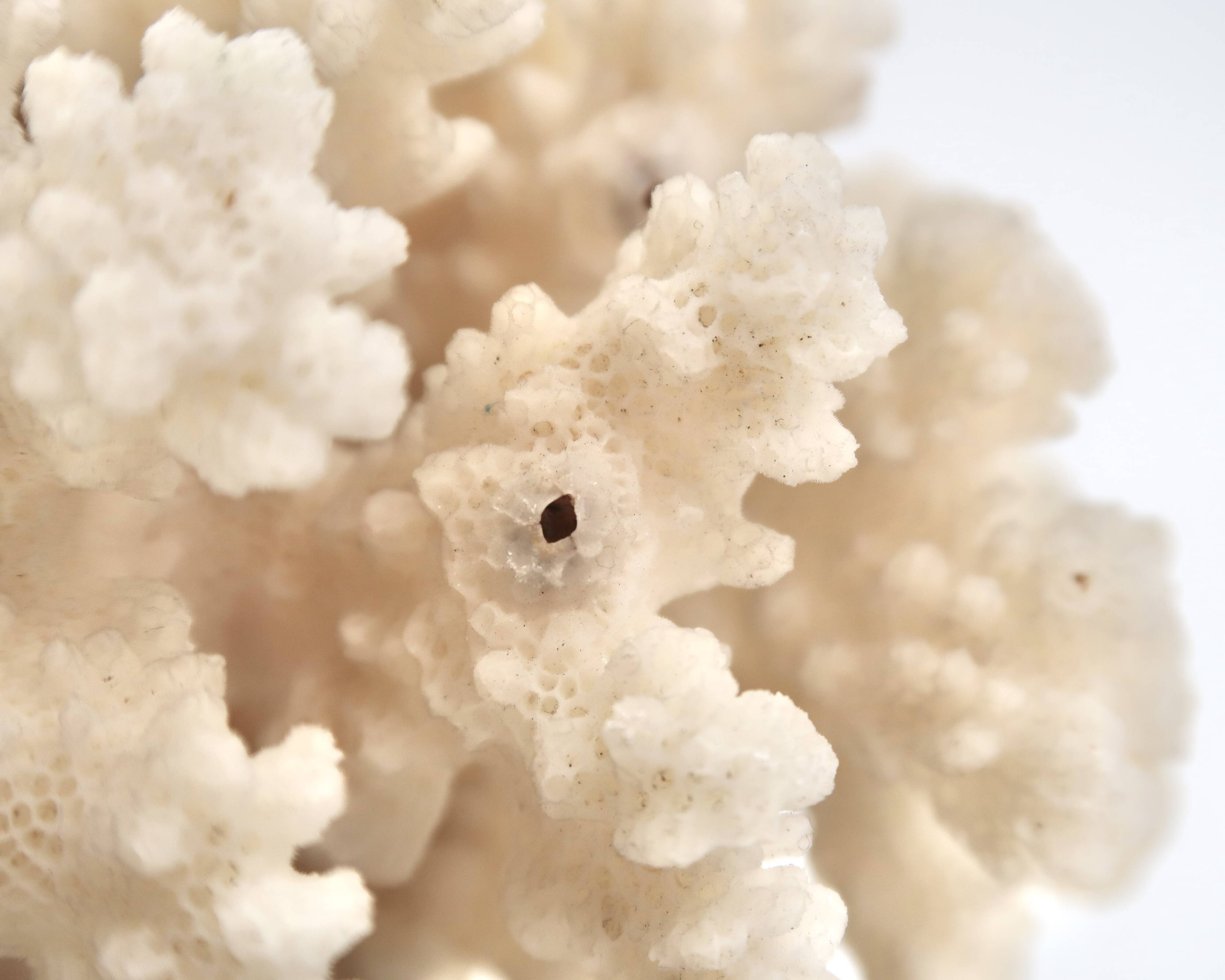 Large white coral, 1970s