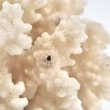 Large white coral, 1970s