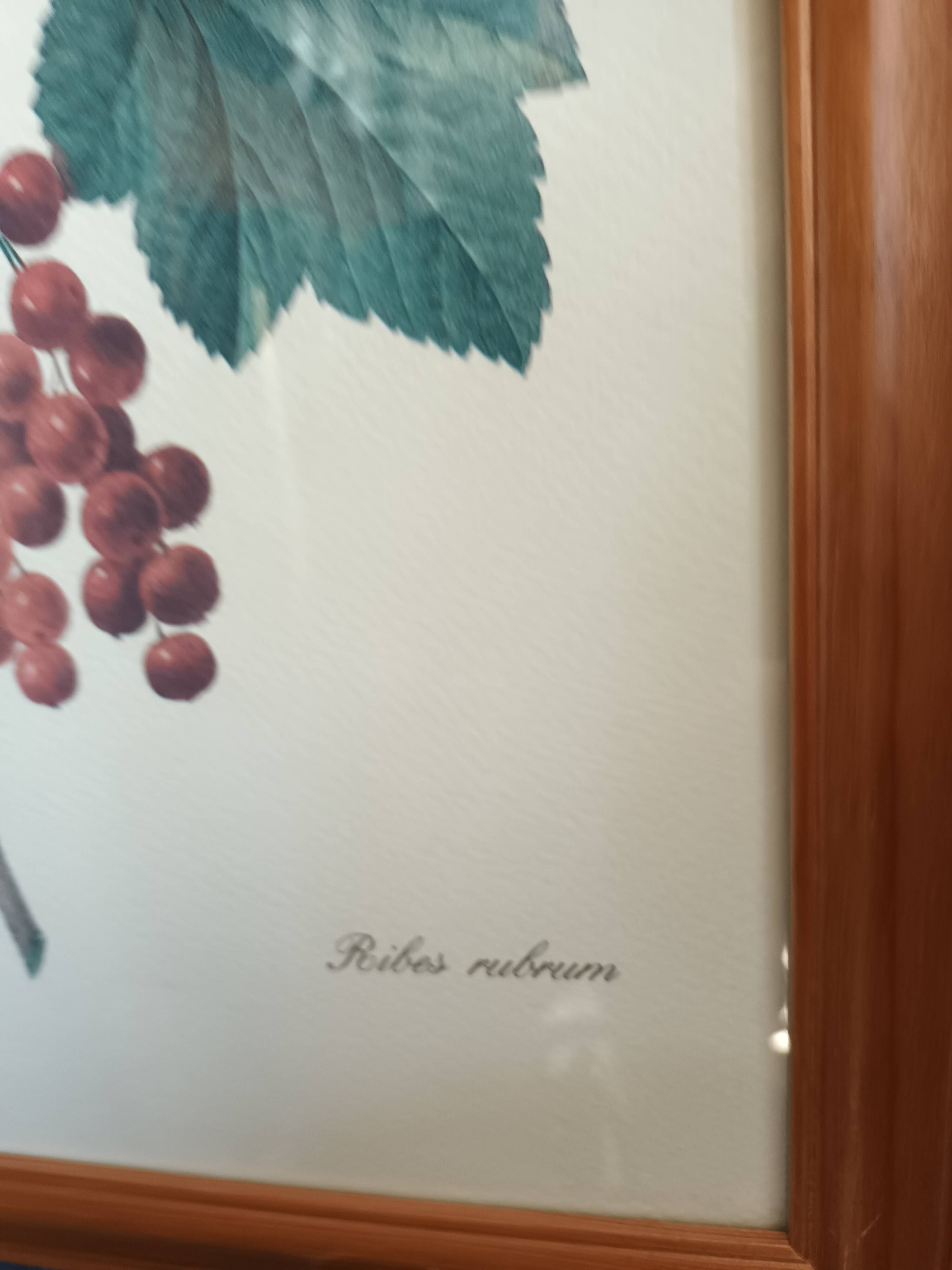 Botanical lithograph red groseiller