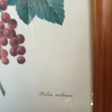 Botanical lithograph red groseiller