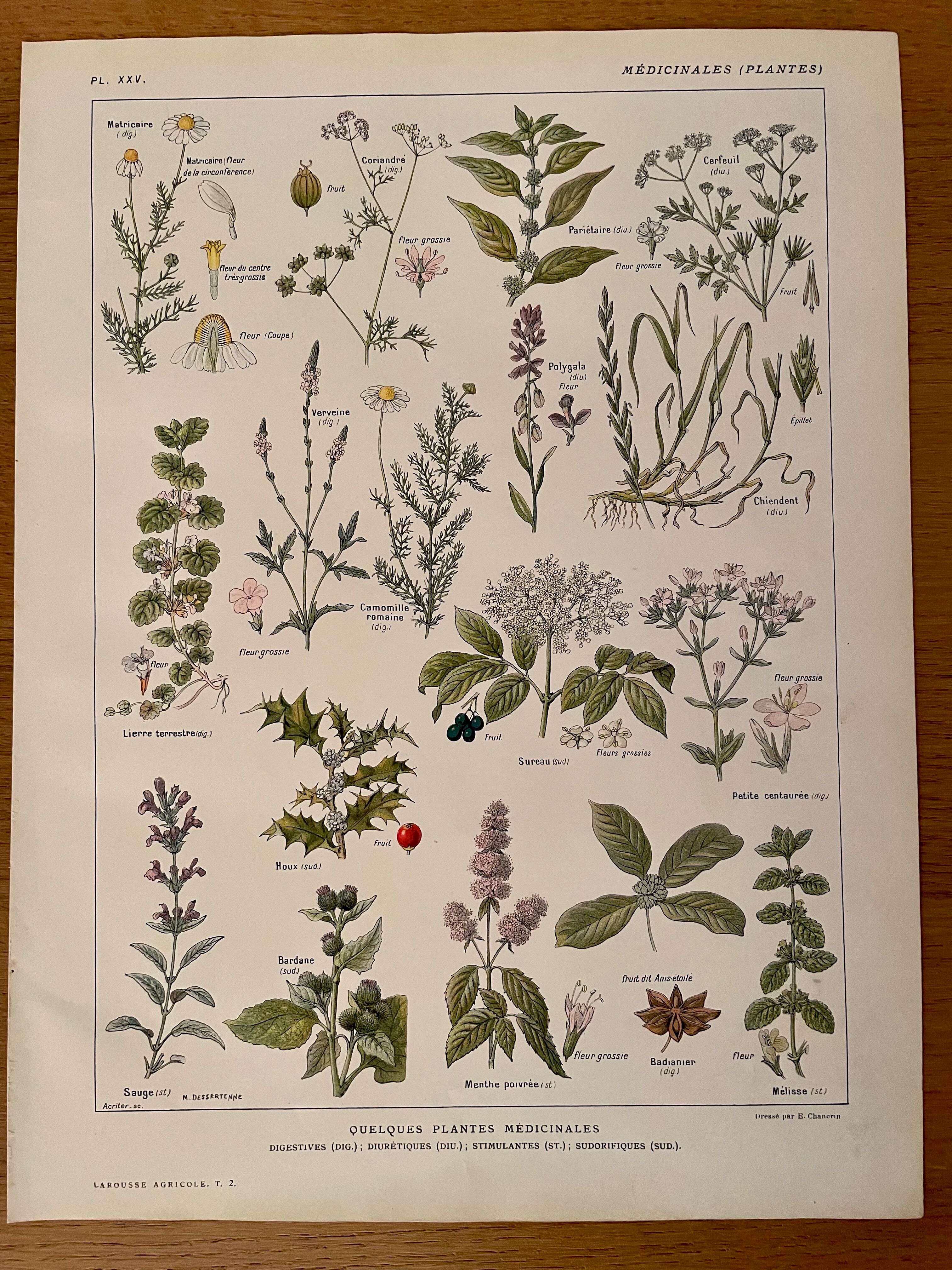 Lithographie plantes médicinales (XXV) Cerfeuil Sauge Melisse - 1920