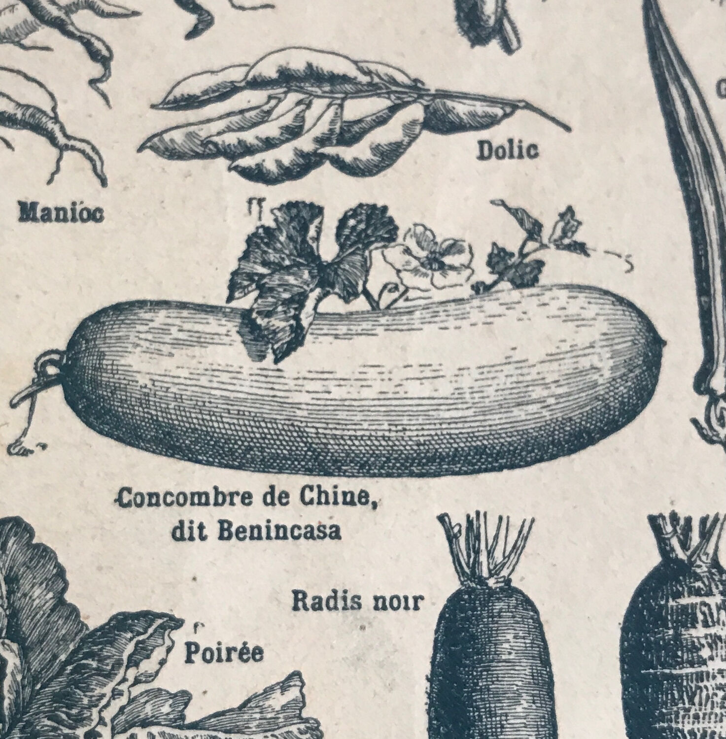 Planche vintage originale légumes