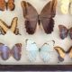 Butterfly frame